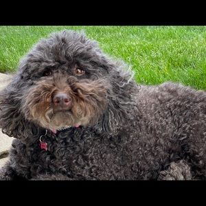 Meet your Posher, Adam